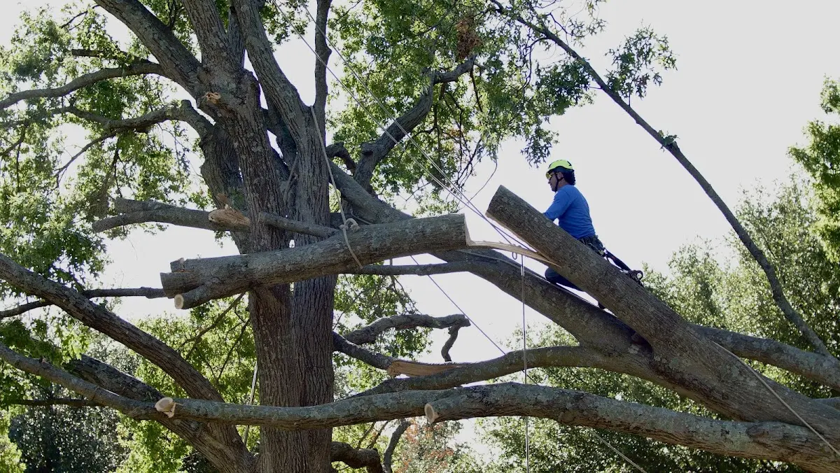 Professional Hazardous Tree Removal performed by certified arborists in Gomer